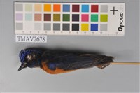 藏品(黃腹琉璃)的圖片